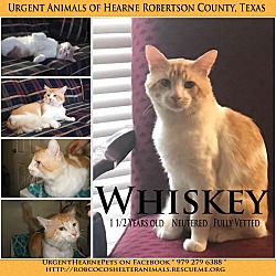 Thumbnail photo of Whiskey #1