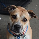 Boxer Puppies - Boxer Rescue and Adoption Near You
