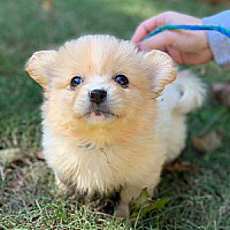 heartworm prevention petsmart