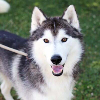 Atlanta Ga Husky Meet Terrance A Pet For Adoption
