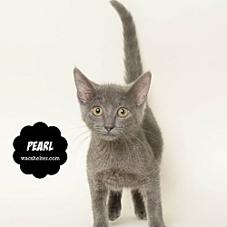Thumbnail photo of PEARL #4
