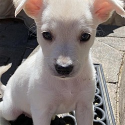 Thumbnail photo of Lola a Lab-Terrier mix puppy #1