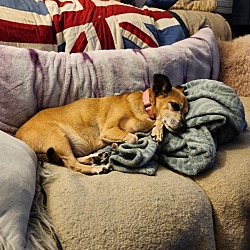 Thumbnail photo of Maggie (In Foster) #3