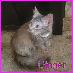 Photo of GINGER