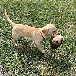 Thumbnail photo of CRUSH   8 Pounds   PUPPY   FOSTERED IN NEW JERSEY #2