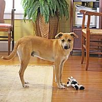 adopt a pet