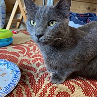 adopt a pet