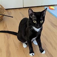 adopt a pet