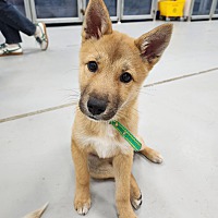 adopt a pet