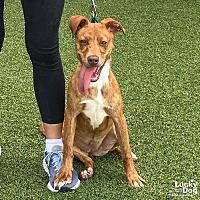 adopt a pet
