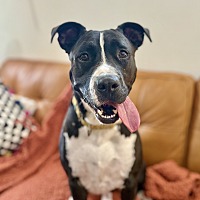 adopt a pet