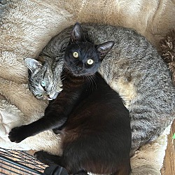 bonded pet photo