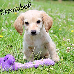 Thumbnail photo of Stromboli~adopted! #1
