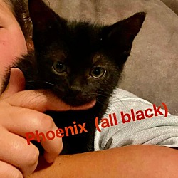 Thumbnail photo of Ebony (Phoenix) #3