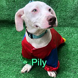 Photo of Pily