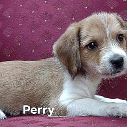 Thumbnail photo of Perry #1