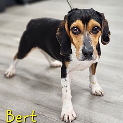 Photo of Bert