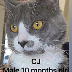 Photo of CJ