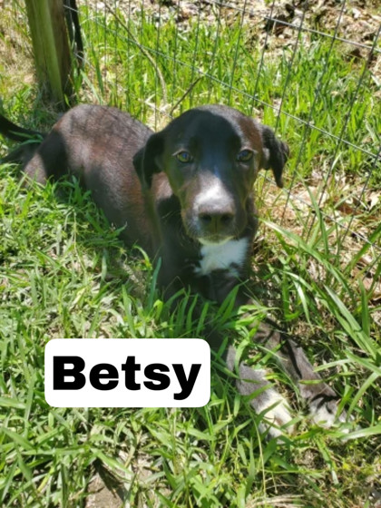 Photo of Betsy