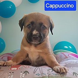 Photo of Cappuccino