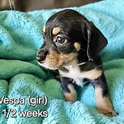 Thumbnail photo of vespa #2