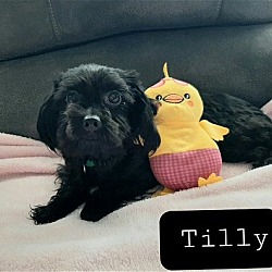 Photo of Tilly