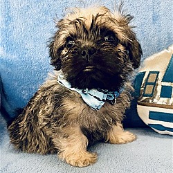 Photo of Ewok