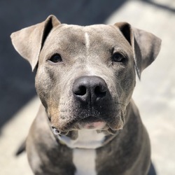 Columbus, GA - Mixed Breed (Large)/Mixed Breed (Medium). Meet Crixus ...