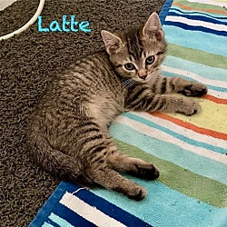 Thumbnail photo of Latte #3