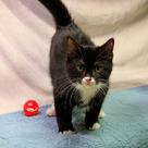 Adopt A Pet :: Ray - Versailles, KY