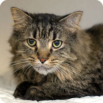 East Hartford, CT - Maine Coon. Meet Magoo a Pet for Adoption.