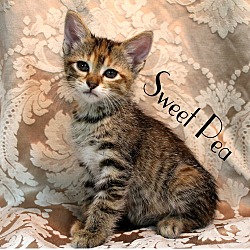 Thumbnail photo of Sweet Pea #4