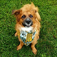 paddy paws the puppy