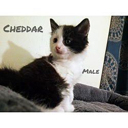 Thumbnail photo of Cheddar #1