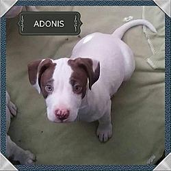 Photo of Adonis