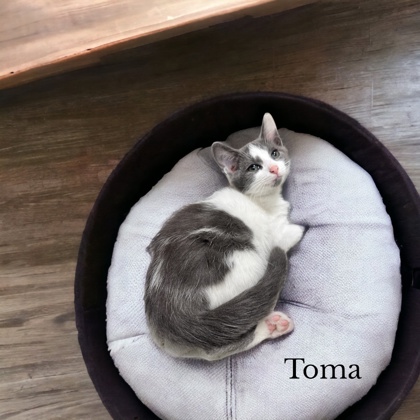 Photo of Toma