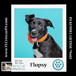 Photo of Flopsy  (Spring Flings) 042024