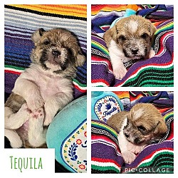 Thumbnail photo of Tequila #4