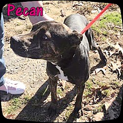 Thumbnail photo of Pecan #3