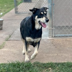 bonded pet photo