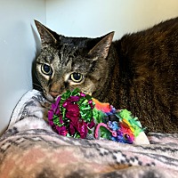 adopt a pet