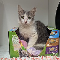 adopt a pet