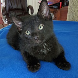 Thumbnail photo of COAL - HANDSOME BLACK PANTHER #1