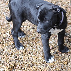 Thumbnail photo of Dolly - LOVES TO SWIM/MEET HER #3