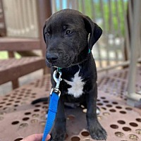 Available Pets At Charming Pet Rescue Mn In Minneapolis Minnesota