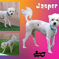 Photo of Jasper (Ritzy)
