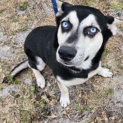 Photo of S.O.S for Blue eyes