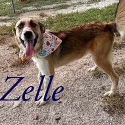 Photo of Zelle 122781