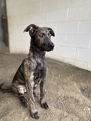 Cortland, NY - German Shepherd Dog. Meet Pippa a Pet for Adoption ...