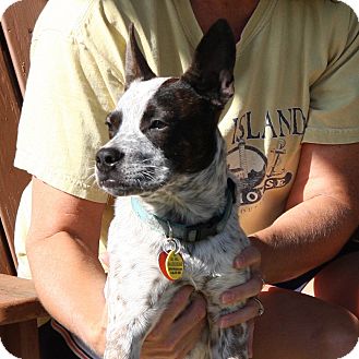 boston terrier australian cattle dog mix